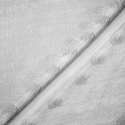 Winter Wheat