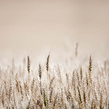 Winter Wheat