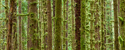 Hoh Rain Forest