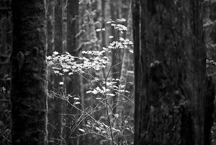 Hoh Rain Forest